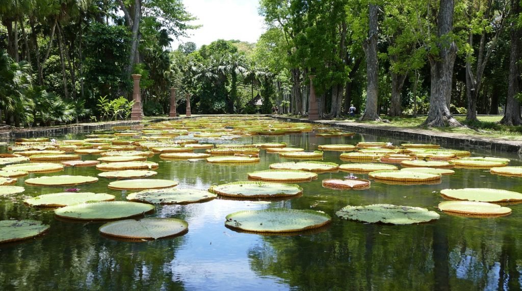 Giant waterlilies at the pamplemousse garden in Mauritius